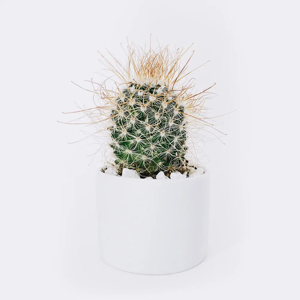 cactus3-free-img cactus3 free img
